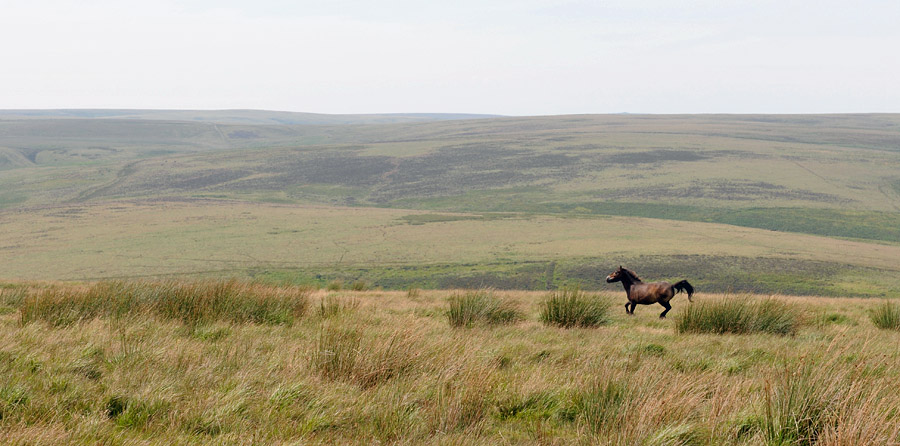 DSC_0929.jpg